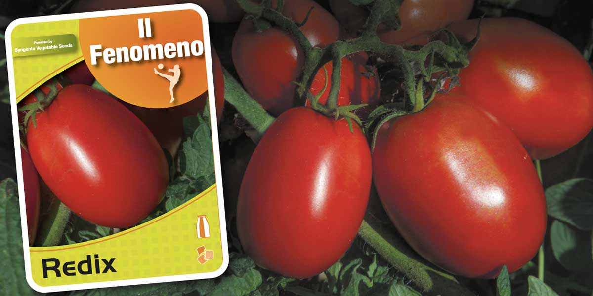 Syngenta: Redix, il nuovo pomodoro da industria che non teme confronti per produzione e qualità